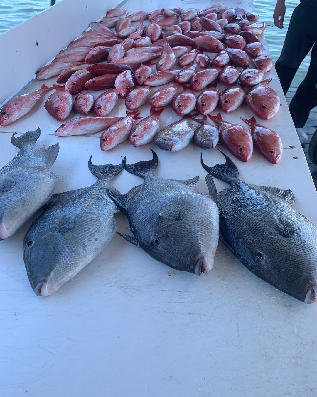 Orange Beach Fishing Report